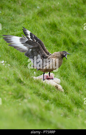 Grande Skua - Catharacta skua - grande marrone uccelli del mare del Nord Oceano Atlantico, Shetland, Scozia. Foto Stock