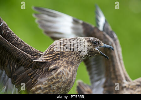 Grande Skua - Catharacta skua - grande marrone uccelli del mare del Nord Oceano Atlantico, Shetland, Scozia. Foto Stock