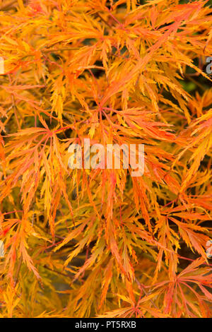 Close-up di foglie Acer palmatum var. dissectum "Viridis' in pentola, autunno autunno, UK Ottobre, foglie hanno girato dal verde al giallo dorato e arancione. Foto Stock