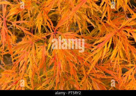 Close-up di foglie Acer palmatum var. dissectum "Viridis' in pentola, autunno autunno, UK Ottobre, foglie hanno girato dal verde al giallo dorato e arancione. Foto Stock