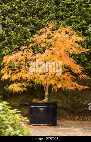 Acer palmatum var. dissectum "Viridis' in pentola, autunno autunno, UK Ottobre, foglie hanno girato dal verde al giallo dorato e arancione. Foto Stock