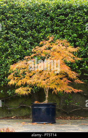 Acer palmatum var. dissectum "Viridis' in pentola, autunno autunno, UK Ottobre, foglie hanno girato dal verde al giallo dorato e arancione. Foto Stock