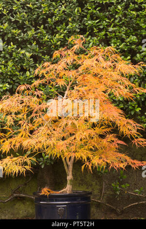 Acer palmatum var. dissectum "Viridis' in pentola, autunno autunno, UK Ottobre, foglie hanno girato dal verde al giallo dorato e arancione. Foto Stock