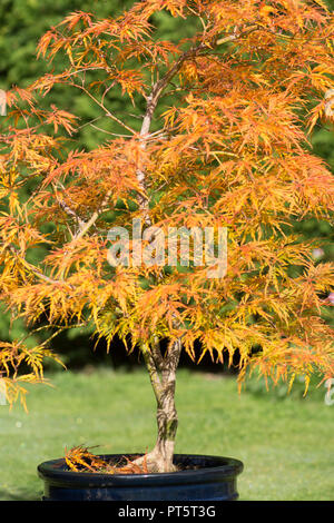 Acer palmatum var. dissectum "Viridis' in pentola, autunno autunno, UK Ottobre, foglie hanno girato dal verde al giallo dorato e arancione. Foto Stock