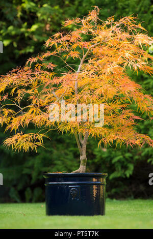 Acer palmatum var. dissectum "Viridis' in pentola, autunno autunno, UK Ottobre, foglie hanno girato dal verde al giallo dorato e arancione. Foto Stock