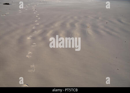 Le tracce nella sabbia , Hellfire Bay, Cape Le Grand National Park, Esperance, Australia occidentale, Australia Foto Stock