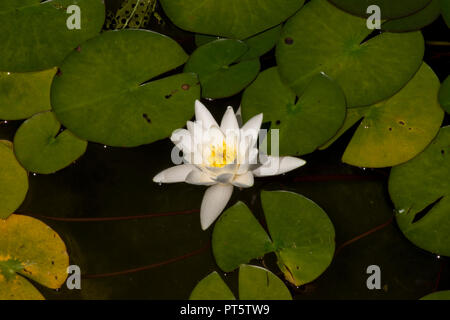 Un unico bianco giglio d'acqua. Foto Stock
