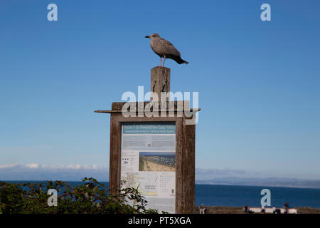 Ceredigion Informazioni Turistiche segno con un gabbiano seduta sulla parte superiore. Fotografia scattata a New Quay, Ceredigion, Galles il 27 settembre 2018 Foto Stock
