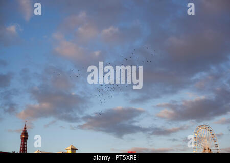 Sopra Murmurations Blackpool North Pier con la torre,wheel & Promenade. Foto Stock