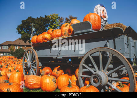 Raccolto fresco giallo arancione zucca di legno sul retro vintage farm carrello con ruote di grandi dimensioni. Halloween concetto di ringraziamento. Scary stagionale decorazione fo Foto Stock