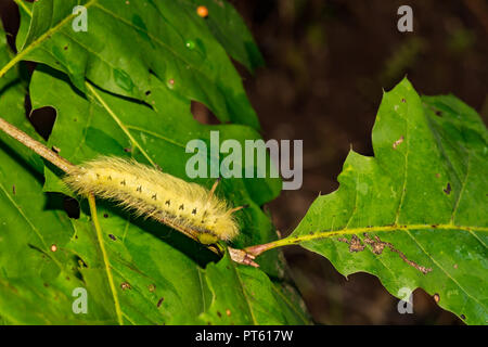 Avvistato Apatelodes (Apatelodes torrefacta) Foto Stock