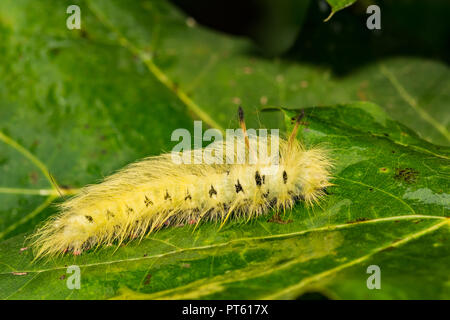 Avvistato Apatelodes (Apatelodes torrefacta) Foto Stock