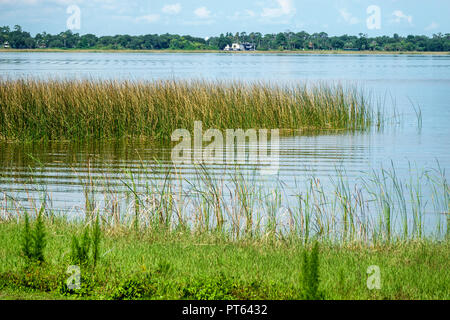 Florida, Lago Hamilton, Sample Park, Water sawgrass, FL180731223 Foto Stock