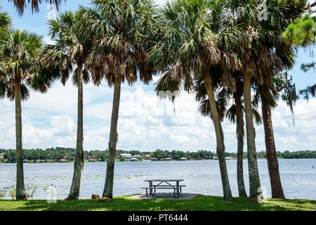 Florida, lago Placid, lago giugno-in-inverno, H. L. Bishop Park, tavolo da picnic, palme da sabalo, FL180731241 Foto Stock