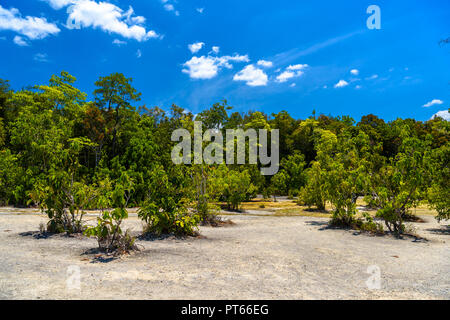 Piscina smeraldo, del Parco Nazionale Yosemite, Krabi, Thailandia, Tress in deserto pietroso forest Foto Stock