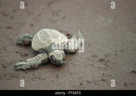 Un bambino in pericolo Olive Ridley turtle appoggia solo per un secondo sulla sua lunga passeggiata a mare dopo la schiusa delle uova in Velas, Maharashtra Foto Stock