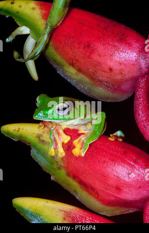Un deltaplano Malabar (rana Rhacophorus malabaricus) poggia sul mazzo di fiori Foto Stock