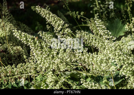 Alumroot pelosa Heuchera villosa 'Macrorhiza' Heuchera Fiori Heuchera villosa ottobre pianta perenne fioritura piante floreali Decorative Green White Foto Stock