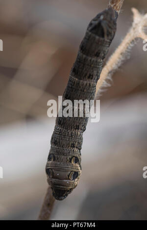 Elephant hawk moth catapilar Foto Stock