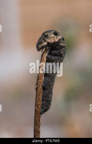 Elephant hawk moth catapilar Foto Stock