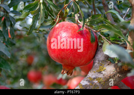 Mature frutto di melograno su un muschio coperto ramo di albero di close-up Foto Stock