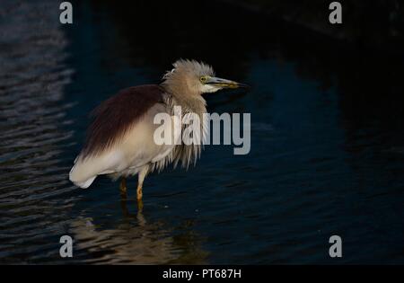 Indian Pond Heron rilassante Foto Stock