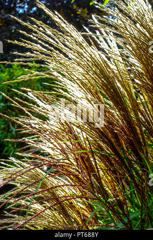 Miscanthus sinensis, Cinese argento erba, erba ornamentale con seedheads in giardino Foto Stock