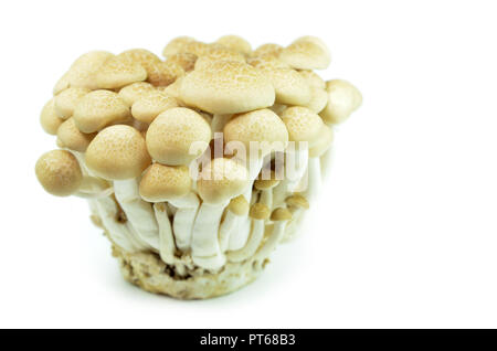 Freschi di faggio o di funghi shimeji Buna isolati su sfondo bianco Foto Stock