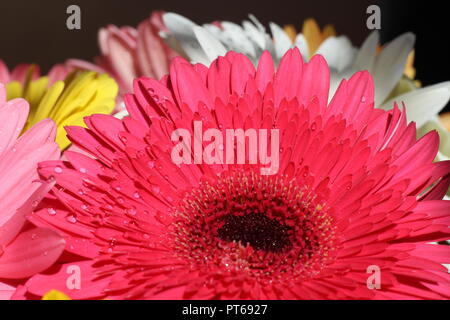 Freschi di fiori di Gerbera in mattina presto luce naturale con gocce di acqua e luce bassa, fare delle belle foto. Foto Stock