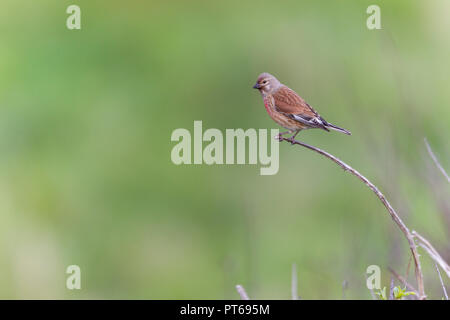 Comune di linnet Carduelis cannabina, maschio adulto, appollaiato su ramoscello, Nash punto, Galles, può Foto Stock