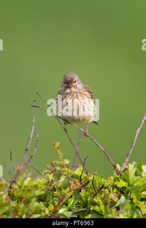 Comune di linnet Carduelis cannabina, femmina adulta, appollaiato su ramoscello, Nash punto, Galles, può Foto Stock