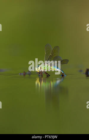 L'imperatore libellula Anax imperator, femmina adulta, ovipositing al di sotto della superficie dell'acqua, parete di prosciutto RSPB Riserva, Somerset, Regno Unito, Giugno Foto Stock