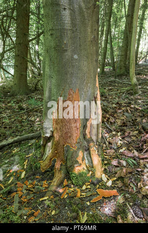 Unione badger Meles meles, sett situato nel bosco mixd, Homefield legno, Buckinghamshire, UK, Giugno Foto Stock