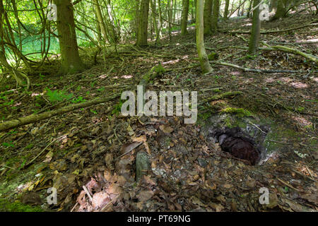 Unione badger Meles meles, sett situato nel bosco mixd, Homefield legno, Buckinghamshire, UK, Giugno Foto Stock