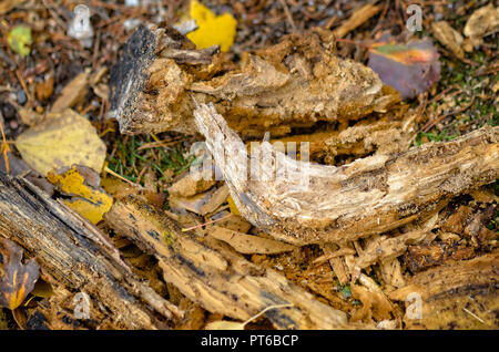 Rami morti sono ripartiti nella foresta. Foto Stock