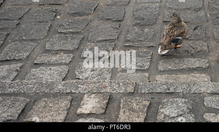 L'Europa, Italia, Varenna, Lago di Como, un uccello seduto sul lato della strada Foto Stock