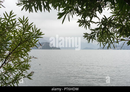 L'Europa, Italia, Varenna, Lago di Como, un albero accanto a un corpo di acqua Foto Stock