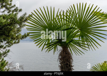 L'Europa, Italia, Varenna, Lago di Como, una palma Foto Stock