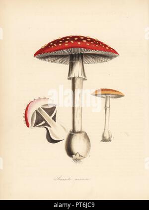 Fly agaric fungo amanita muscaria, con sezione di fungo. Zincograph Handcolored da C. Chabot disegnato da Miss M. A. Burnett dal suo "Plantae Utiliores: o illustrazioni di piante utili,' Whittaker, Londra, 1842. Miss Burnett ha richiamato le illustrazioni botaniche, ma il testo è stato principalmente dal suo defunto fratello, botanico britannico Gilbert Thomas Burnett (1800-1835). Foto Stock