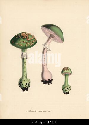 Varietà di fly agaric fungo amanita muscaria. Zincograph Handcolored da C. Chabot disegnato da Miss M. A. Burnett dal suo "Plantae Utiliores: o illustrazioni di piante utili,' Whittaker, Londra, 1842. Miss Burnett ha richiamato le illustrazioni botaniche, ma il testo è stato principalmente dal suo defunto fratello, botanico britannico Gilbert Thomas Burnett (1800-1835). Foto Stock