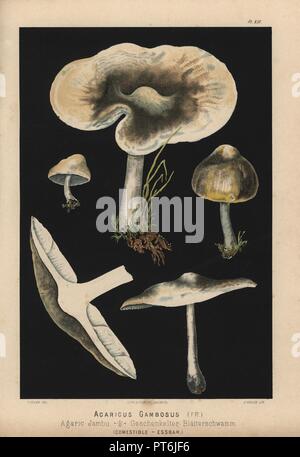 San Giorgio a fungo Calocybe gambosa, Agaricus gambosus, Agaric jambu. Chromolithograph da Krause di una illustrazione da Fritz Leuba da 'Les champignon comestibles et les especes vénéneuses avec lesquelles ils pourraient etre confondus' (i funghi commestibili e le specie velenose non dovrebbero essere confusi con), Delachaux et Niestle, Neuchatel, Svizzera, 1890, litografata da H. Furrer. Fritz Leuba (1848-1910) era un micologo e artista di Neuchatel, Svizzera. Foto Stock