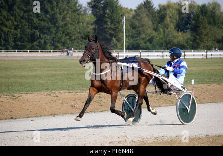 Cablaggio racing all'ippodromo di trotto cavallo Foto Stock