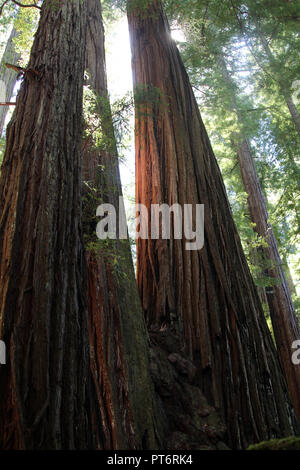 Twin California redwoods Foto Stock