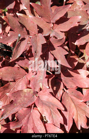 Rosso Foglie di autunno, giapponese albero peonia, Paeonia suffruticosa 'Shimano fuji' Foto Stock