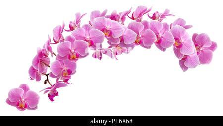 Phalaenopsis Blume, o tignola orchidee, abbreviato Phal nel commercio ortofrutticolo, è un genere di orchidee di circa 60 specie. Foto Stock