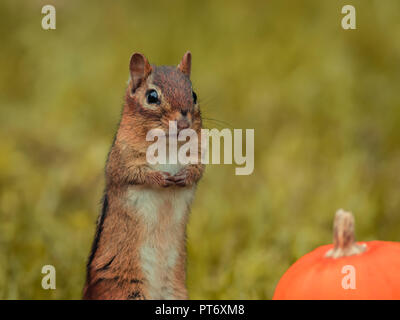 Adorabile Scoiattolo striado Orientale (Tamias Striatus) in autunno circondata da zucche e mamme Foto Stock