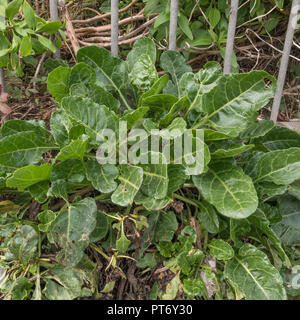 Giovane Mare Beet leaf crescita - può essere foraged, poi cucinato e mangiato. Foto Stock