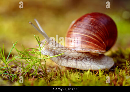 Helix pomatia anche lumaca romano, Borgogna, lumaca lumaca commestibili o escargot, è una specie di grande, commestibili, aria-terra che respira lumaca, un pulmo terrestre Foto Stock