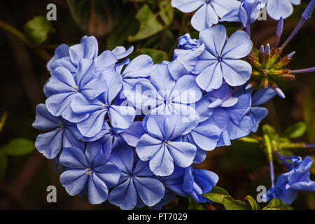 Plumbago Royal Cape Foto Stock