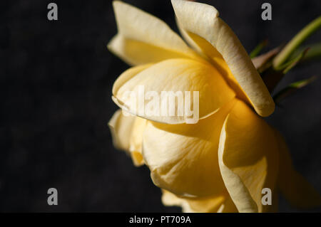 Rosa gialla su sfondo nero Foto Stock